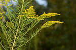 Canada goldenrod